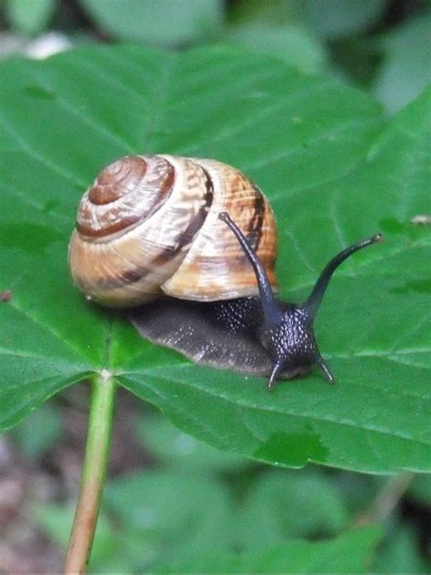 Schnecke Schneckenhaus Kostenloses Foto Auf Pixabay Pixabay