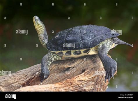 Chinese Stripe Necked Turtle Ocadia Sinensis Adult Resting Captive