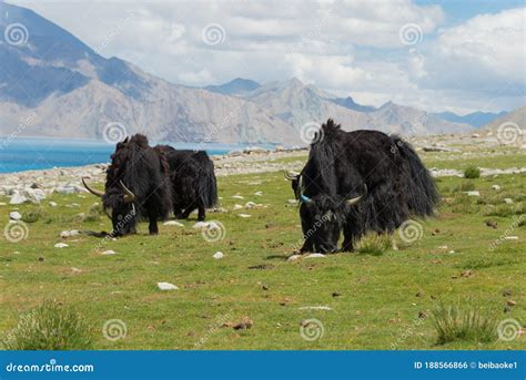 Yak At Pangong Lake In Ladakh Jammu And Kashmir India Stock Photo