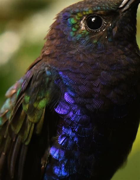 Violet Sabrewing Campylopterus Hemileucurus Carl Ebeling Flickr