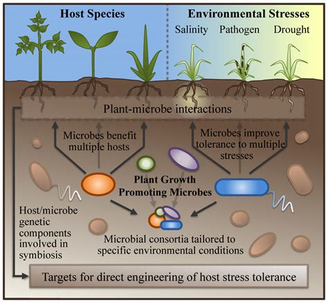 Frontiers Building The Crops Of Tomorrow Advantages Of Symbiont