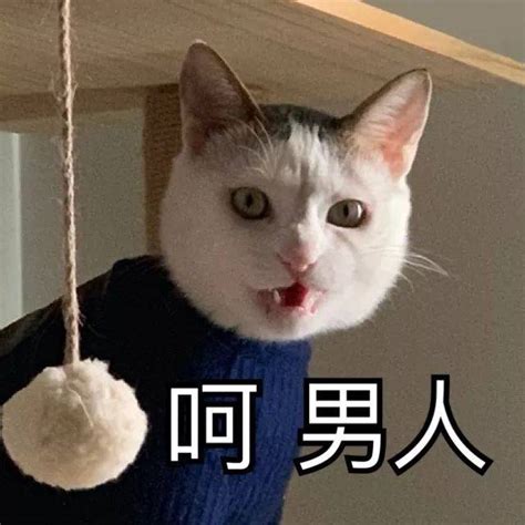 猫咪表情包：投降，投降，我投降！养猫