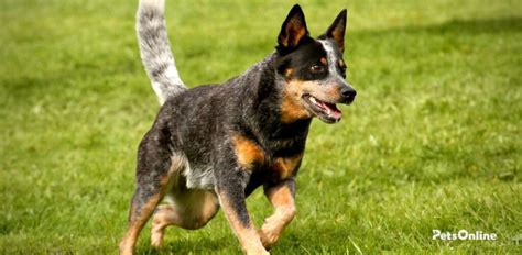 Australian Cattle Dog Temperament And Personality Pets Online