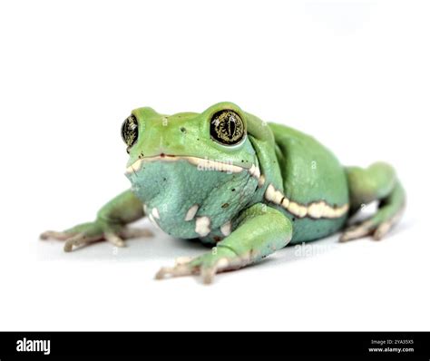 Waxy Monkey Frog Stock Photo Alamy