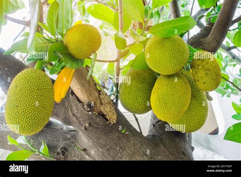 Fresh Green Young Jackfruits Artocarpus Heterophyllus Growing On The