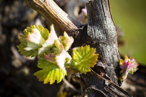 Grapevine Budbreak Vineyard Okanagan Valley Stock Photo Image Of