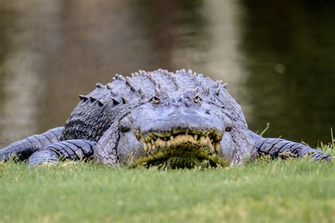 Love Is In The Air! Alligator Mating Season - Shipyard POA