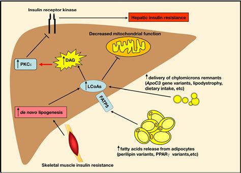 Figure From Diacylglycerol Activation Of Protein Kinase C And