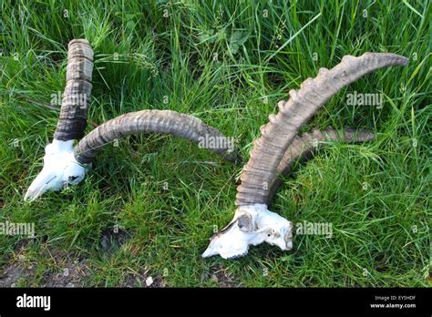 Horns of Spanish Ibex and Alpine Ibex on grass Stock Photo - Alamy