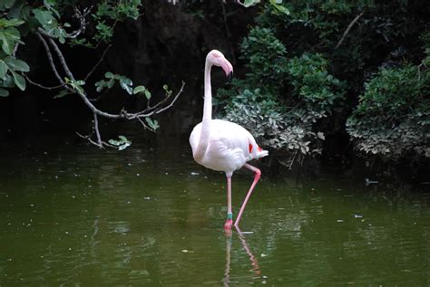 Le Parc Zoologique Loisirs Du Parc De La Tête Dor