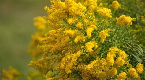 How to Plant, Grow, and Care For Goldenrod