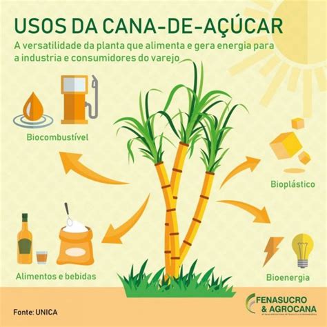 A versatilidade da cana de açúcar da produção de alimentos à geração