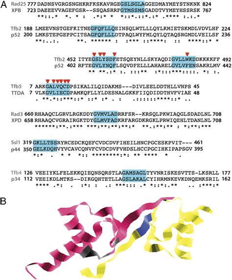 Control Of The Function Of The Transcription And Repair Factor Tfiih By