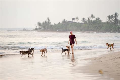 Las Mejores Playas Para Perros En Alicante Diversi N Garantizada