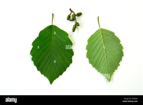 Grey Alder Gray Elder Alnus Incana Leaves In Front And The