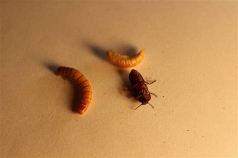 Mealworm Beetle Life Cycle