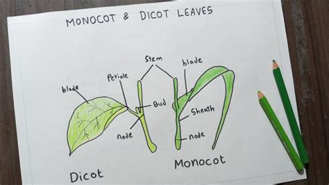 Monocot Dicot Leaves Diagram Label Drawing Of Monocot Dicot