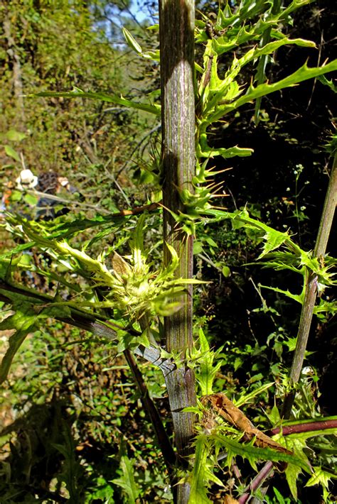 Cirsium Subcoriaceum Asteraceae Image 65780 At PhytoImages Siu Edu