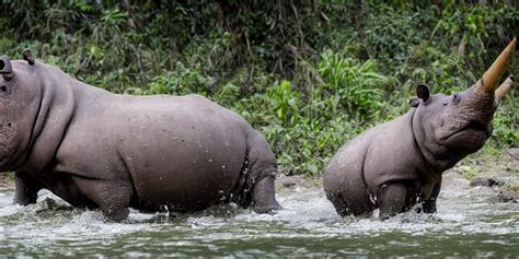 Hippo With A Rhino Horn In A River In The Jungle Stable Diffusion