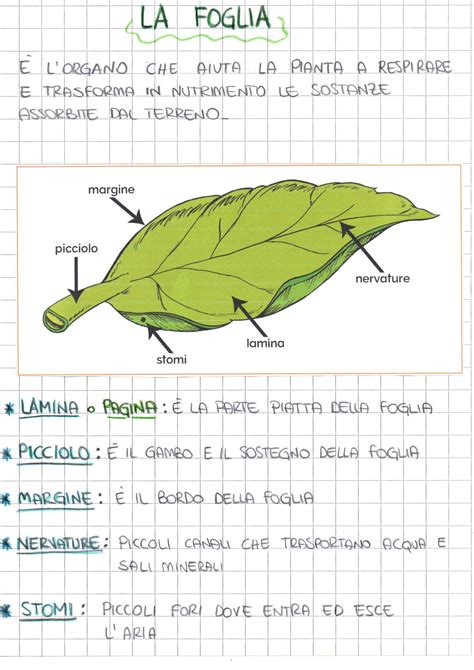 Le Parti Della Foglia Schede Didattiche Per La Scuola Primaria Artofit