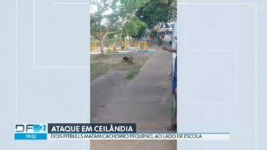 DF2 Dois pitbulls atacam e matam um cachorro pequeno em Ceilândia