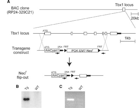 Generation Of Tbx1amcyan1 Transgenic Mice A Diagram Of The Bacterial