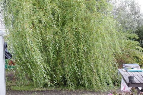 Плакучая ива: описание дерева и листьев, выращивание и размножение