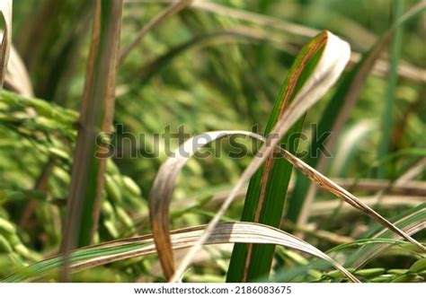 188 Bacterial Leaf Blight Rice Images, Stock Photos, 3D objects, & Vectors | Shutterstock