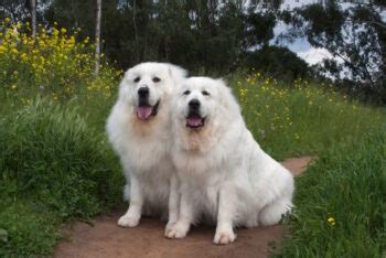 How Big Does a Great Pyrenees Get? With Growth & Weight Chart | Hepper