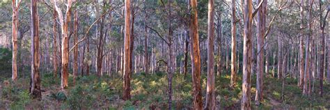 Boranup Forest Roy Bolton Photography