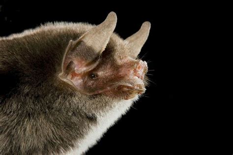 Davys Naked Backed Bat