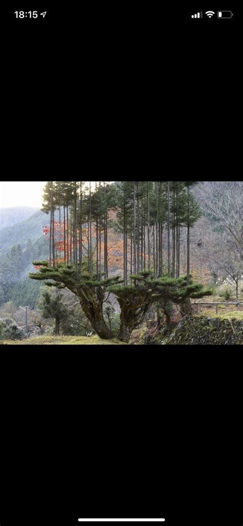 Japanese People Have Mastered The Art Of Daisugi Which Allows Them To