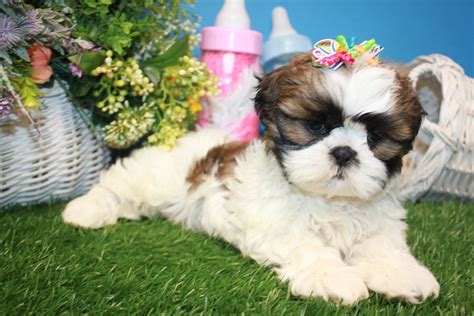 Shih Tzu Puppies For Sale Long Island Puppies