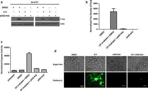 Active Caspases Cleave Tau In The Human Neuroblastoma Sh Sy Y Cell