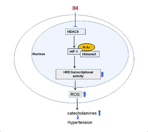 Schematic Representation For The Role Of Hdac In Ih Induced