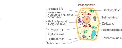 Pflanzenzelle Diagram Quizlet