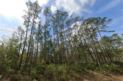 Edward St Interlachen Fl Land For Sale Landmodo