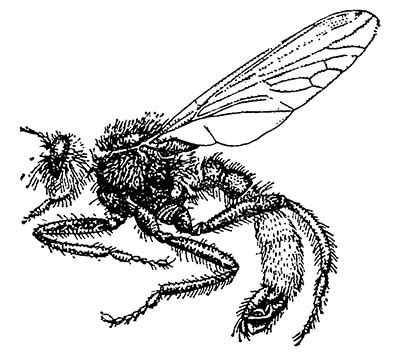 Ктыри (Asilidae) / Статьи / Энтомология
