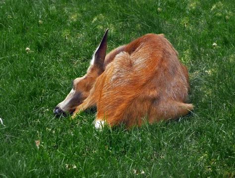 Sleeping Fawn by Radicaun on deviantART