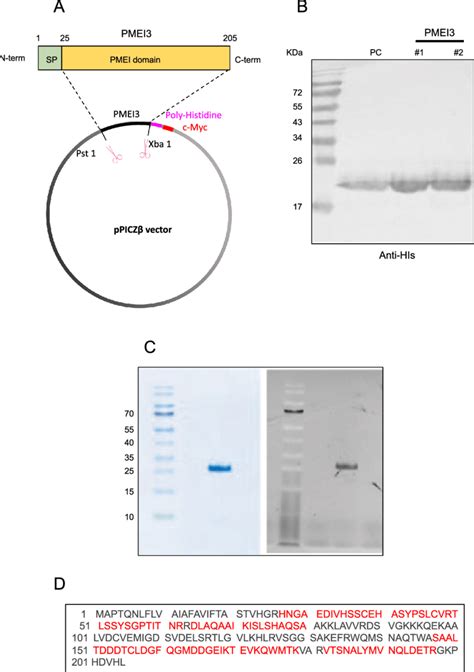 Expression In Pichia Pastoris And Purification Of Pmei A Scheme Of