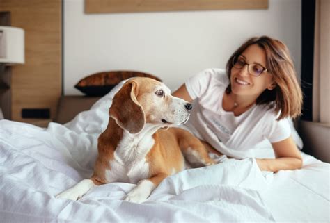 Hotel Hound Tips For A Pet Friendly Hotel Stay Oakland Veterinary