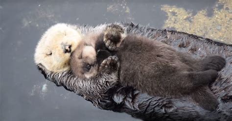 Otter Ly Adorable Baby Sea Otter Falls Asleep On It S Floating Mother