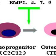 Schematic diagram BMP-induced osteogenesis. | Download Scientific Diagram