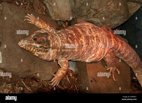 Female Argentine Giant Red Tegu Lizard Tupinambis Rufescens Salvator