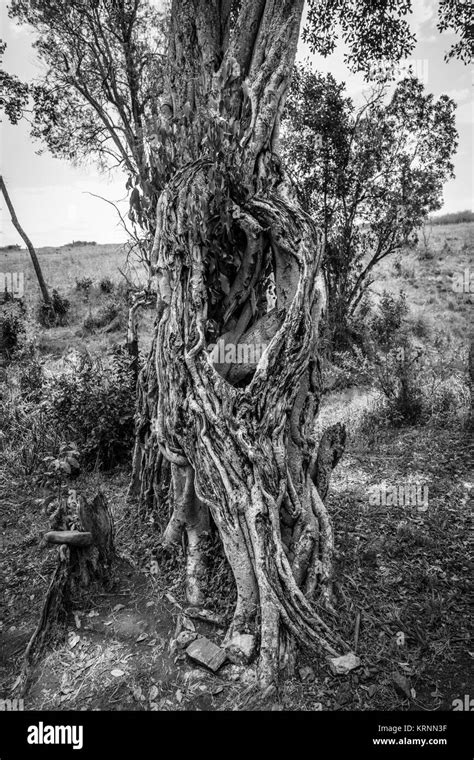 Hohlen Stamm Einer Knorrigen Alten Baum Im Camp Entim Masai Mara