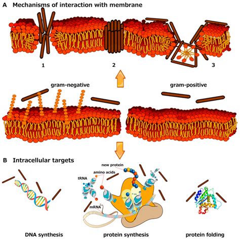 Frontiers Antimicrobial Peptides Classification Design