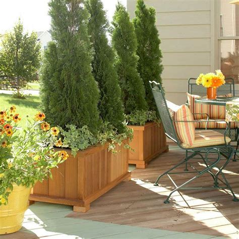 43 Easy And Effective Ways To Create More Privacy In Your Garden Patio Plants Privacy Plants