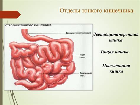 Тонкий кишечник - презентация онлайн