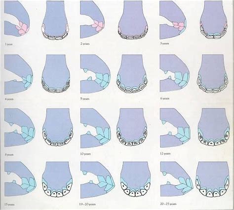 Teeth age chart di 2024