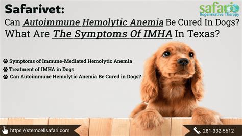 Safarivet: Can Autoimmune Hemolytic Anemia Be Cured In Dogs? What Are ...